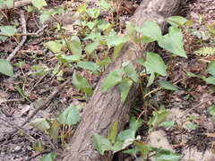 Saururus cernuus image