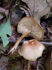 Marasmius cystidiosus