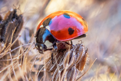 Coccinella septempunctata