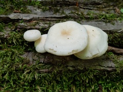 Ossicaulis lignatilis