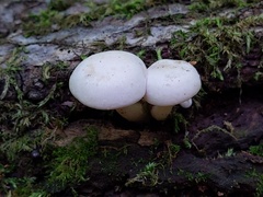 Ossicaulis lignatilis