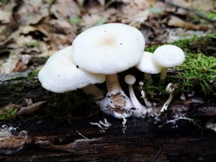 Ossicaulis lignatilis