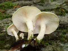 Ossicaulis lignatilis