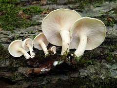 Ossicaulis lignatilis