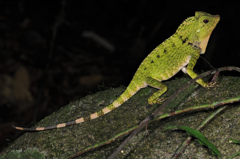 Peters' Forest Dragon