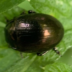 Chrysolina oricalcia