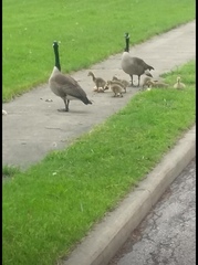 Branta canadensis
