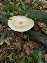 Melanoleuca alboflavida