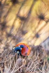 Coccinella septempunctata