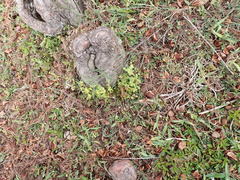 Lygodium microphyllum