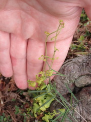 Lygodium microphyllum