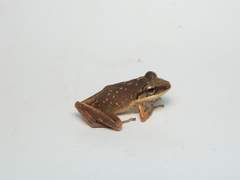 Pristimantis achatinus