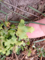 Lygodium microphyllum