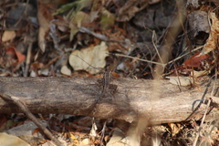 Sceloporus utiformis
