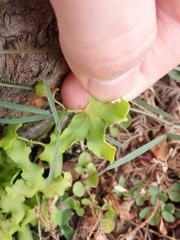 Lygodium microphyllum