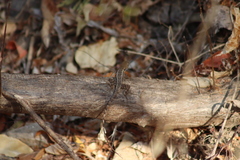 Sceloporus utiformis
