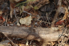 Sceloporus utiformis