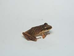 Pristimantis achatinus