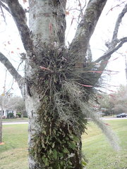 Tillandsia bartramii