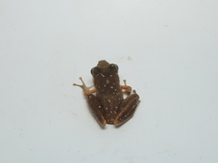 Pristimantis achatinus