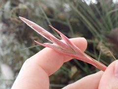 Tillandsia bartramii