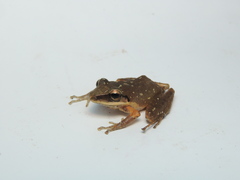 Pristimantis achatinus