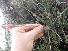 Tillandsia bartramii