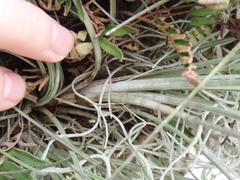Tillandsia bartramii
