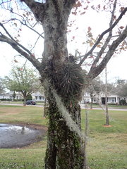 Tillandsia bartramii