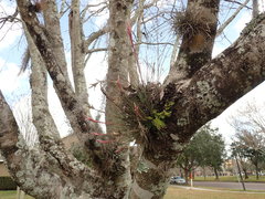 Tillandsia bartramii
