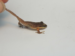 Pristimantis achatinus