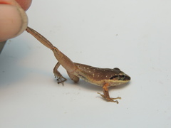 Pristimantis achatinus