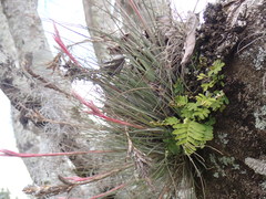 Tillandsia bartramii
