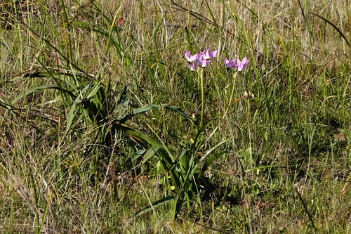 iNaturalist observation photo of Padre's Shooting Star