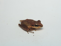Pristimantis achatinus