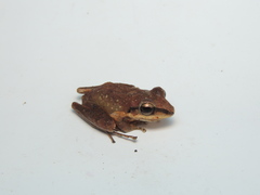 Pristimantis achatinus