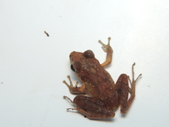 Pristimantis achatinus