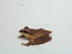 Pristimantis achatinus