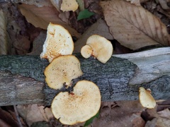 Neofavolus americanus