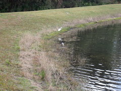 Egretta tricolor image