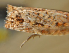 Choristoneura pinus