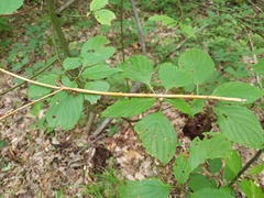 Aurantioporthe corni