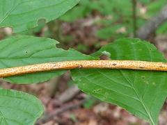 Aurantioporthe corni