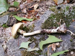 Agrocybe acericola