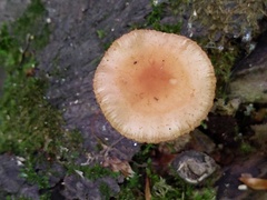 Agrocybe acericola