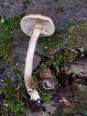 Agrocybe acericola