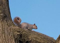 Sciurus carolinensis