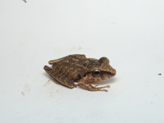 Pristimantis achatinus