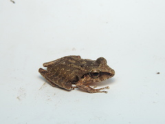Pristimantis achatinus