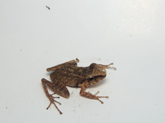 Pristimantis achatinus